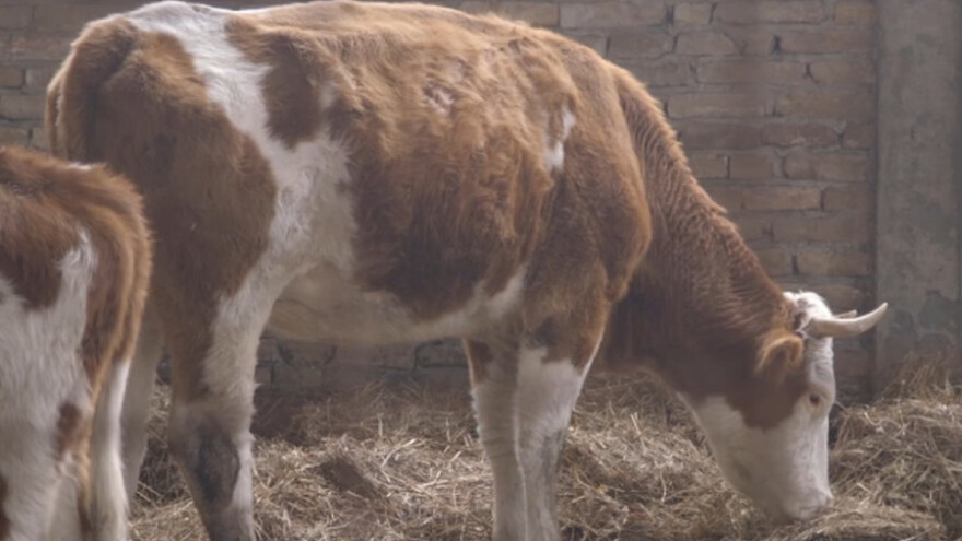 Isplativost sistema krava - tele