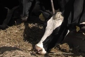 Za Hrvate otpad, a za strance proizvod