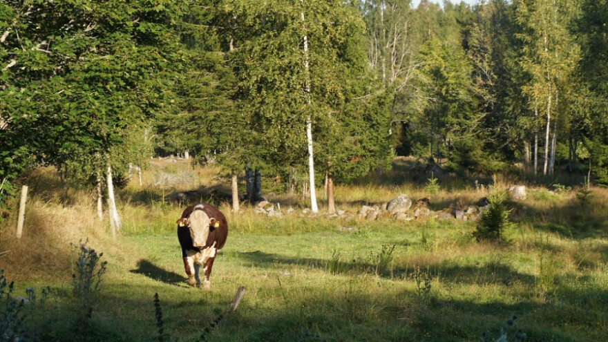 Ukrali kravu i svezali je za drvo u šumi