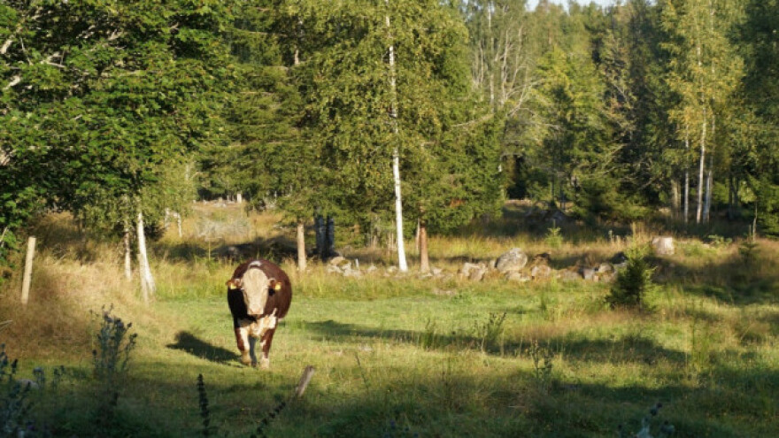 Ukrali kravu i svezali je za drvo u šumi