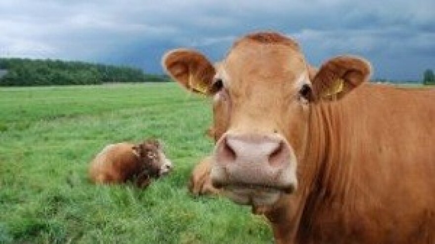 Putnički vlak usmrtio čak osam krava