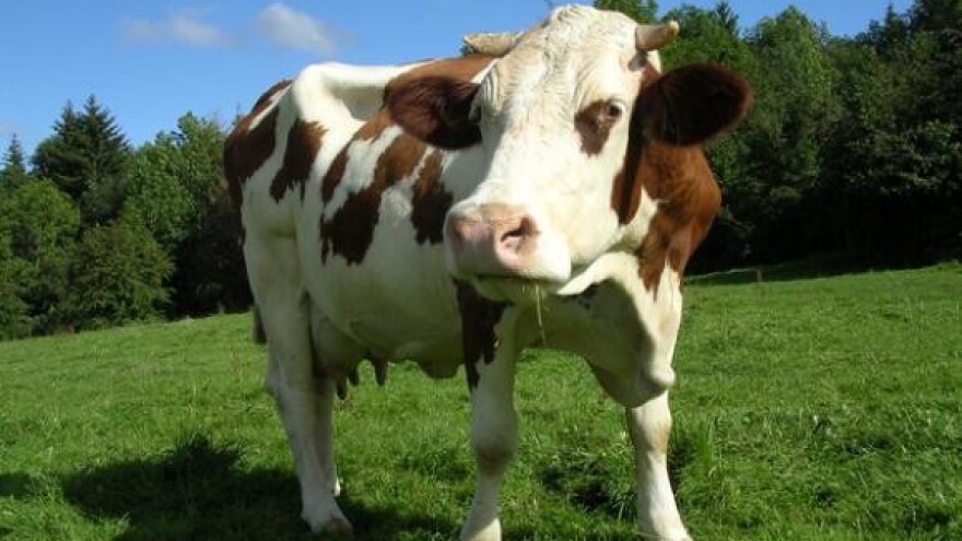 Otvorena farma muznih krava