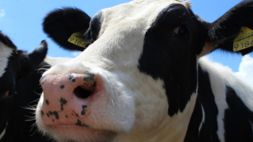 Krave nam šalju važne signale o svom zdravlju