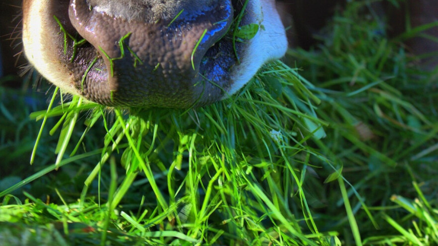 Hrana koja menja boju i ukus mleka