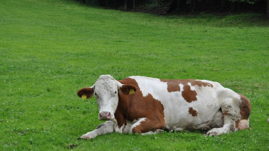 Životinjski ostaci ugrožavaju zdravlje ljudi