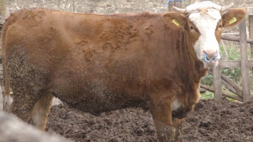 Micić: Samo uporni ostaju u stočarstvu