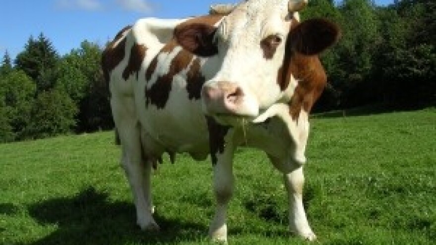 Subvencionirana kupnja junica