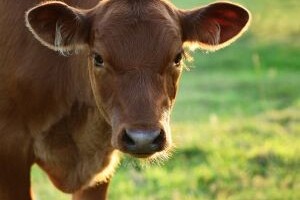 Infekcija vimena - mastitis