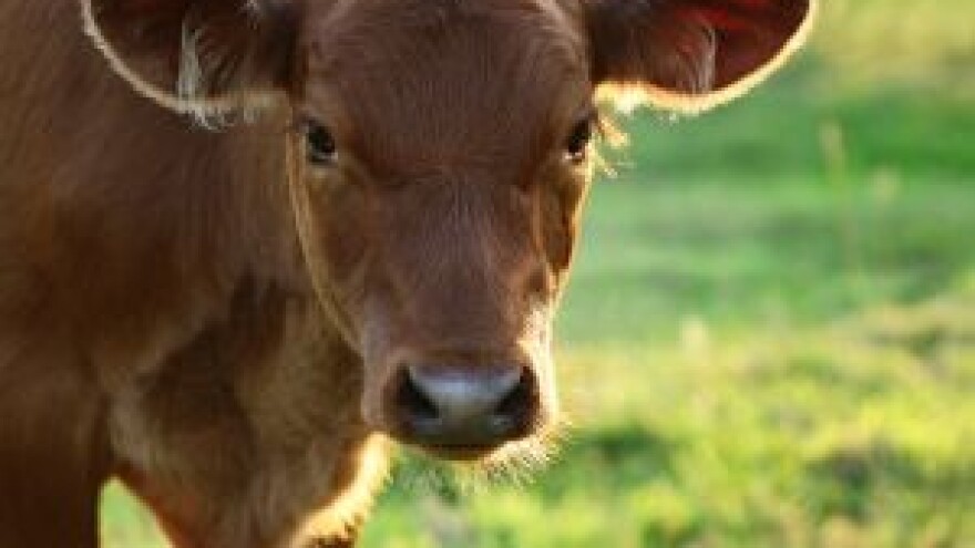 Infekcija vimena - mastitis