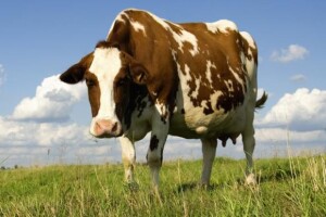750 milijuna litara mlijeka bit će hrvatska kvota u EU