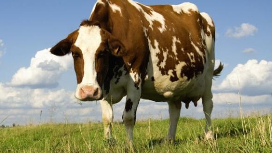 750 milijuna litara mlijeka bit će hrvatska kvota u EU