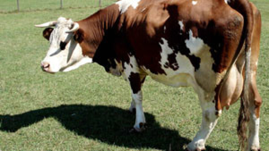 Agencija isplatila potpore za proizvedeno i isporučeno mlijeko