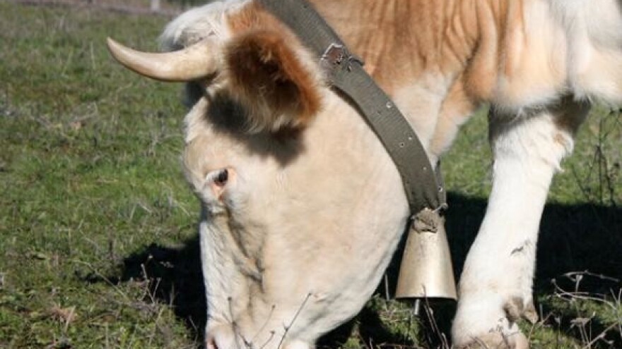 Hranidba stoke u jesensko-zimskom razdoblju