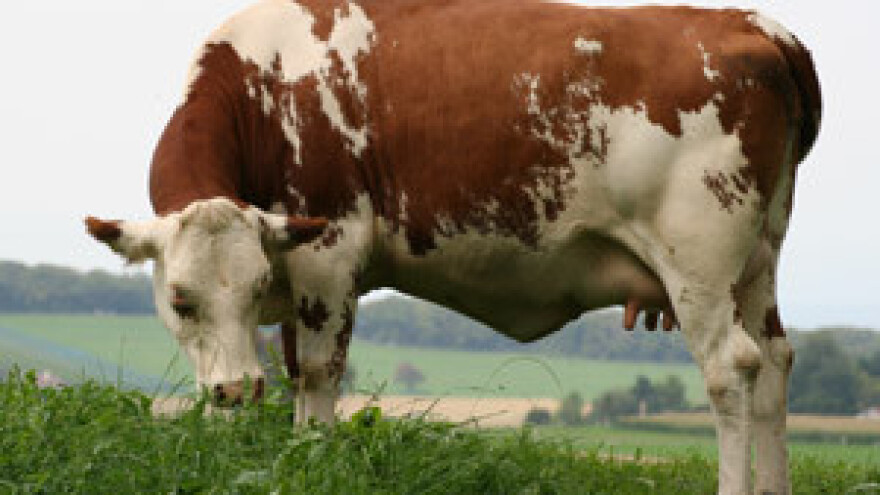 Mljekara Staro Petrovo Selo bez zakupoprimca