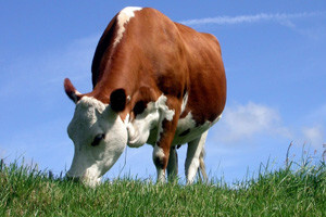 Država ih nagovorila na farme, i onda ostavila na cjedilu!