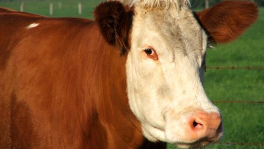 Mljekari opet prijete prosvjedom