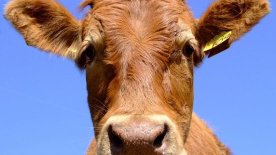 Prosvjed slavonskih proizvođača mlijeka