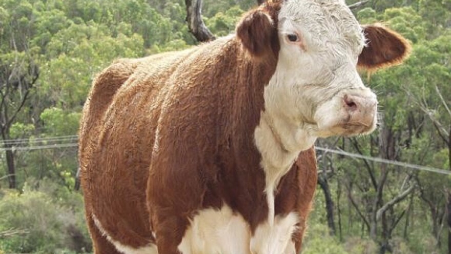 Seljaci prodaju krave da plate kredite