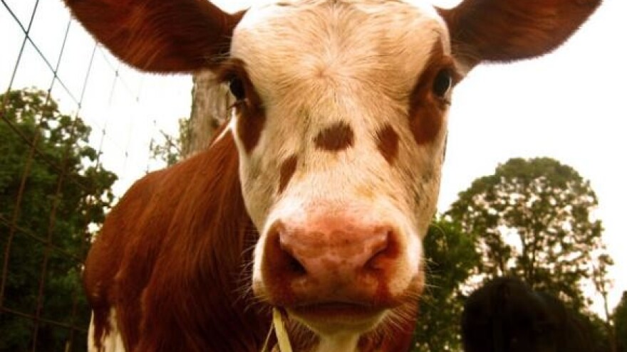 Nove tehnologije u procesu mužnje