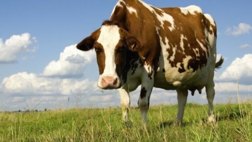 Kako jeftinije izgraditi farmu i pojeftiniti govedarsku proizvodnju