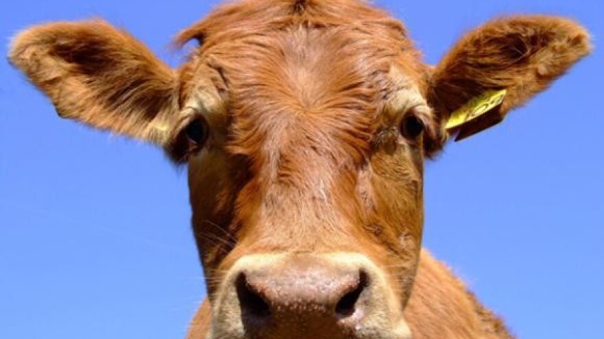 Pad proizvodnje kravljeg mlijeka i mliječnih proizvoda