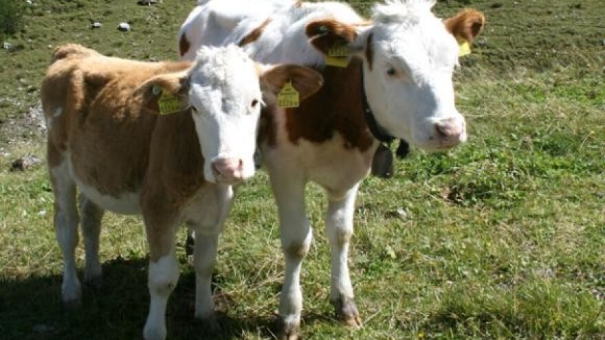 Najčešća bolest goveda