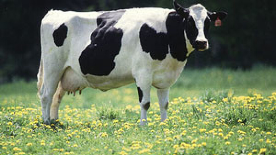 Ulazak u EU donosi propast polovici proizvođača mlijeka