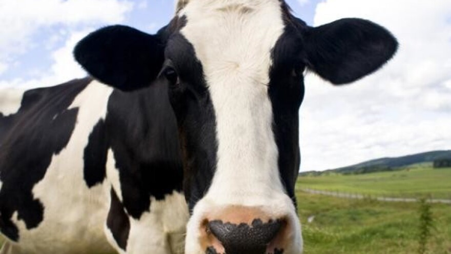 Zaštitna cijena mlijeka ostaje do konca godine