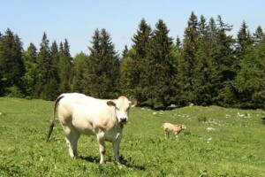 Mljekari: Na mjesec gubimo 20.000 kuna