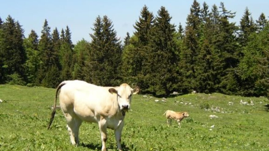 Mljekari: Na mjesec gubimo 20.000 kuna