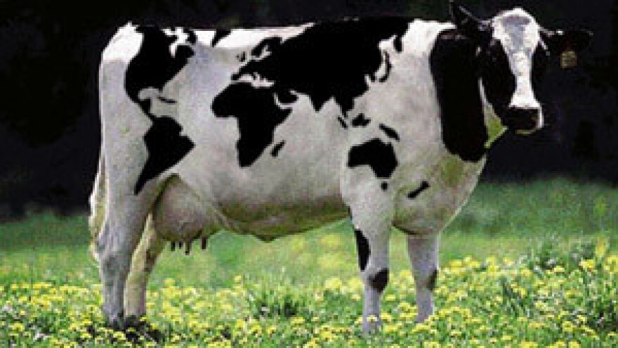 Vrućine popustile, krave daju više mlijeka