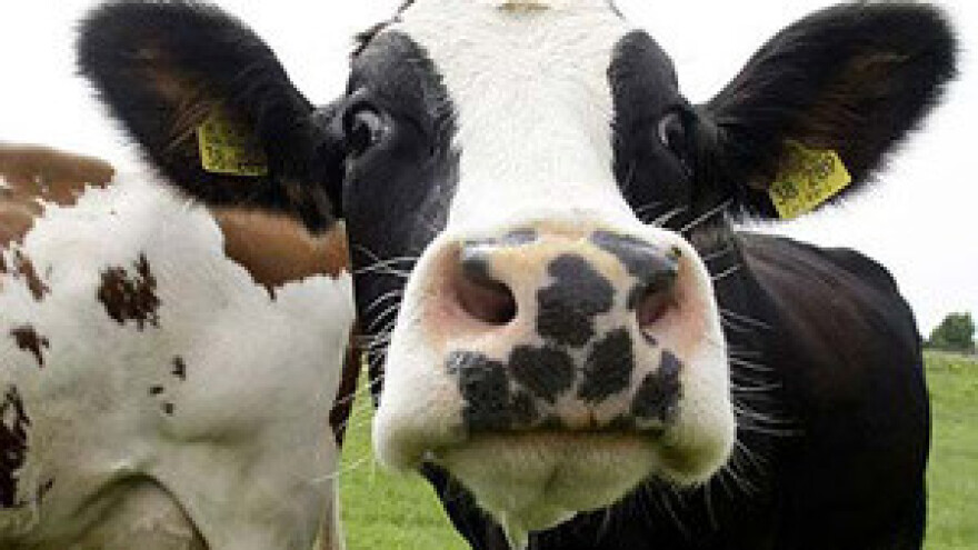 Velika Britanija: prodaje se mlijeko kloniranih krava?