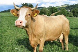 Natječaj za kreditiranje poljoprivrede i agroturizma