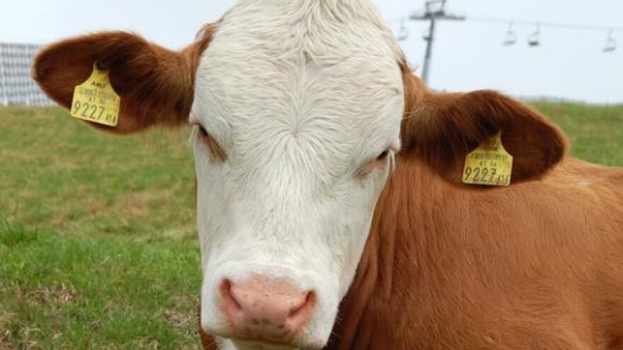 Potvrđena rastuća kvaliteta domaćeg uzgoja