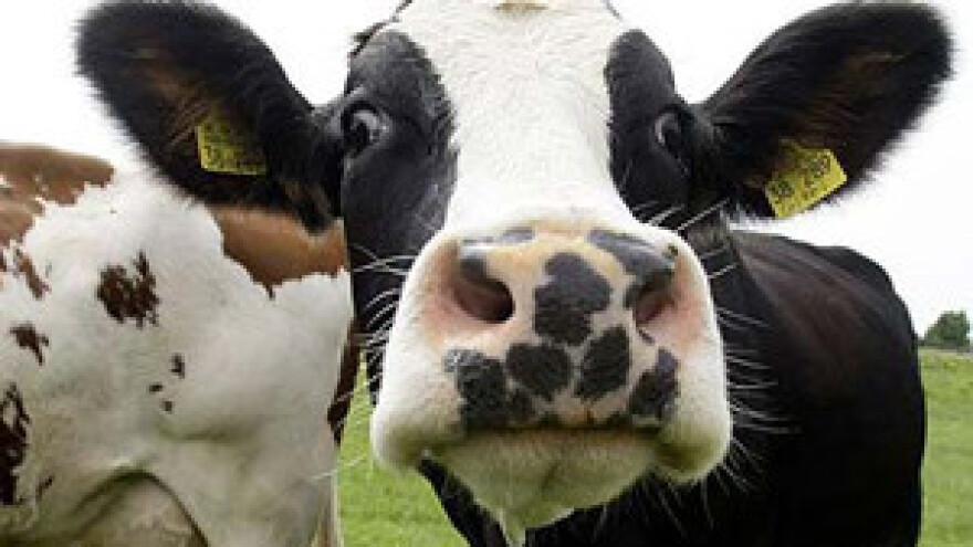 Analiziranje kvalitete stočne hrane