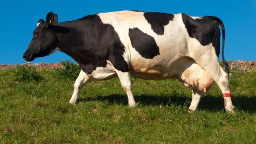 Mlijeko isplativije od tova junadi