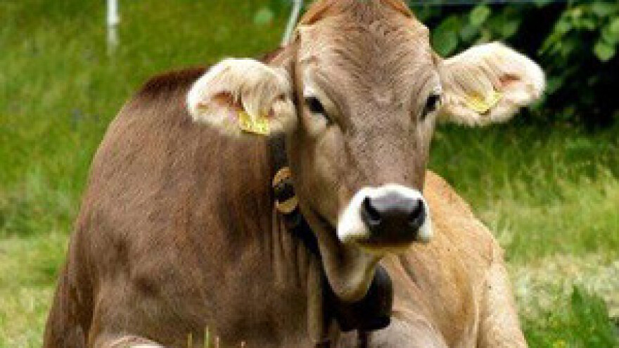 Subvencioniranje izvoza stoke