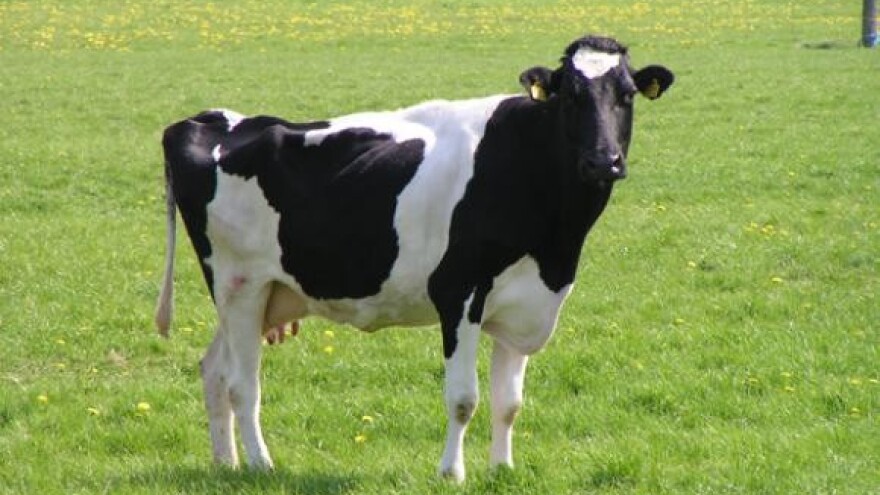 U Hrvatskoj cijene mlijeka europske, ali ne i troškovi