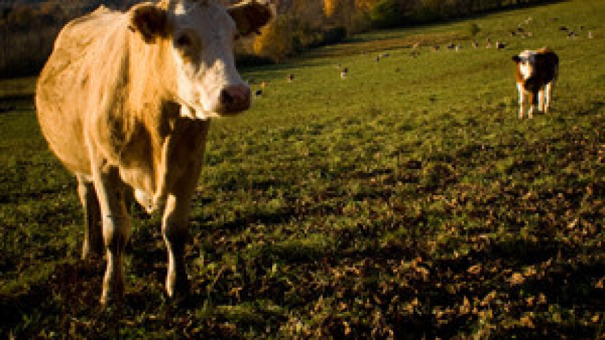 Tuzlanski govedari kod Požežana