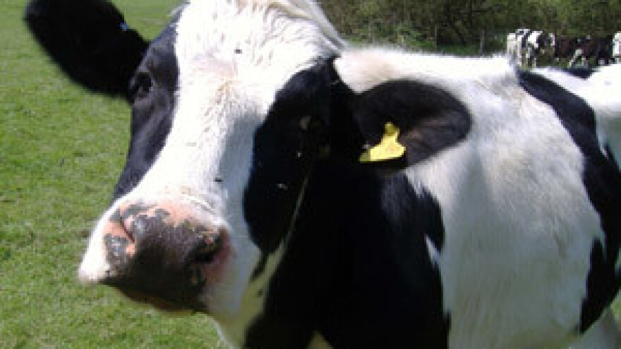 Cijena mlijeka će rasti, a potrošnja padati