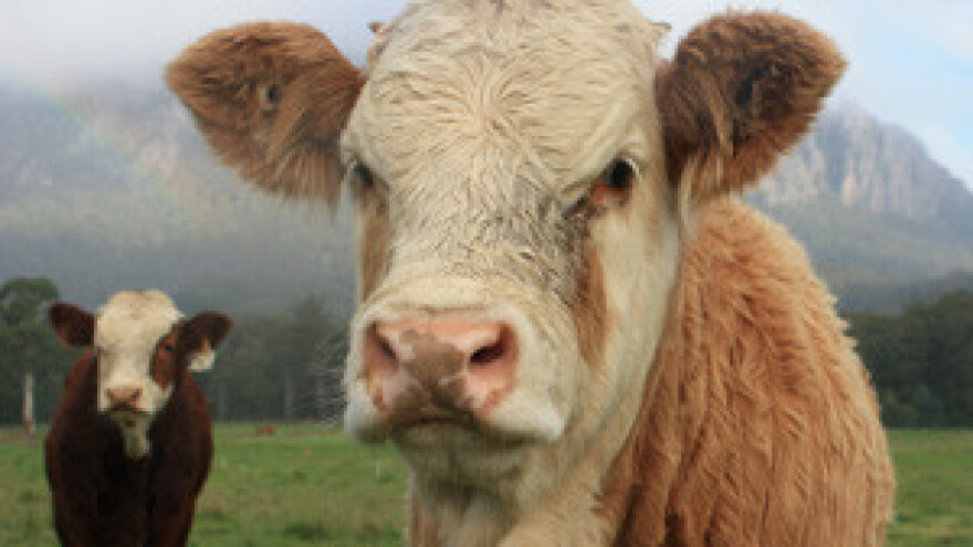 Proizvodnja mlijeka u turbulentnom razdoblju