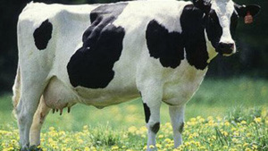 Nitratna direktiva "ugušit" će male proizvođače mlijeka