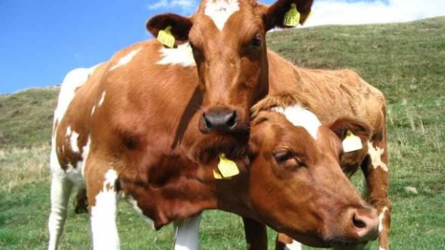 Ne dobiju li 3 kn po litri mlijeka, proizvođači prijete nestašicom