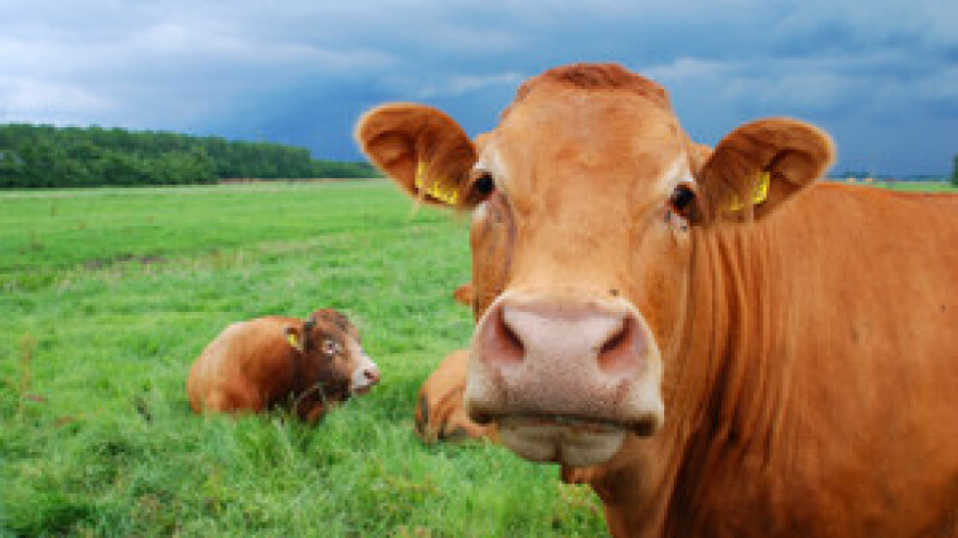 Mljekarima  treba poklanjati mlijeko