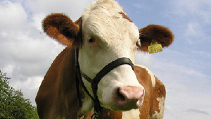 Proizvođačima treba povećati cijenu mlijeka