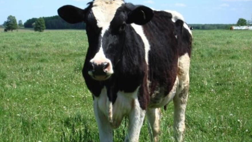 Kontrola ispravnosti muznih uređaja u Sinju