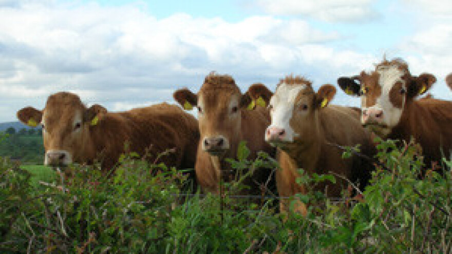 Mlijeko poskupljuje 5 posto?