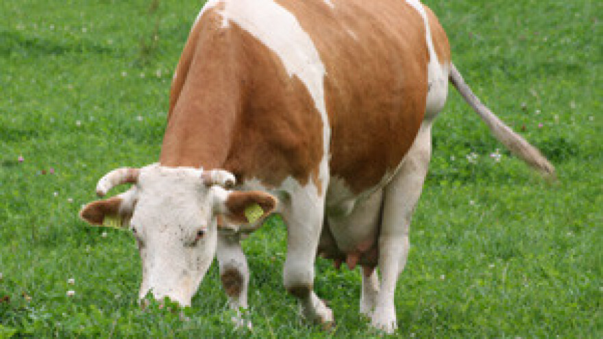 Mljekare stočarima plijene krave, a država ovrhama sjeda na poticaje