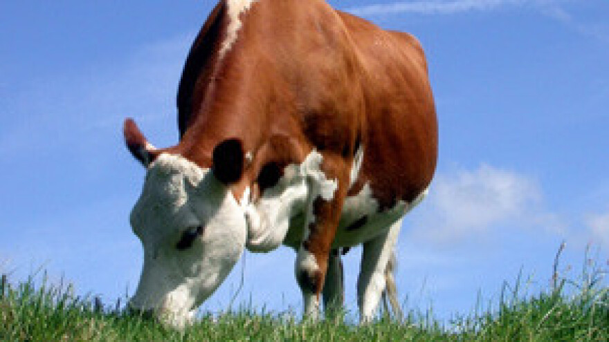 Grivičić o mlijeku