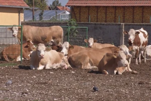 Visoke jesenje temperature loše utiču na domaće životinje